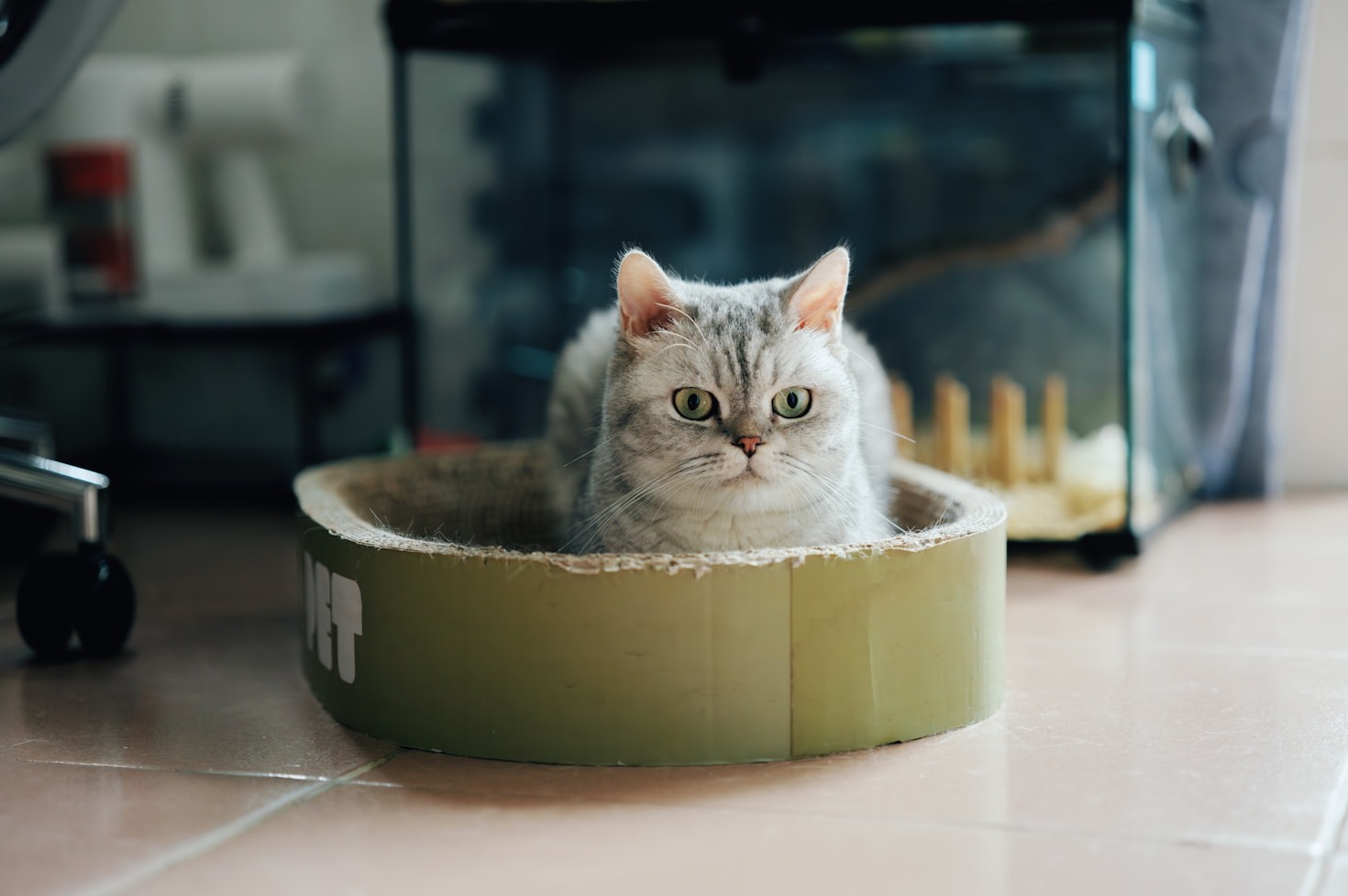 Améliorer le confort de vie des chats