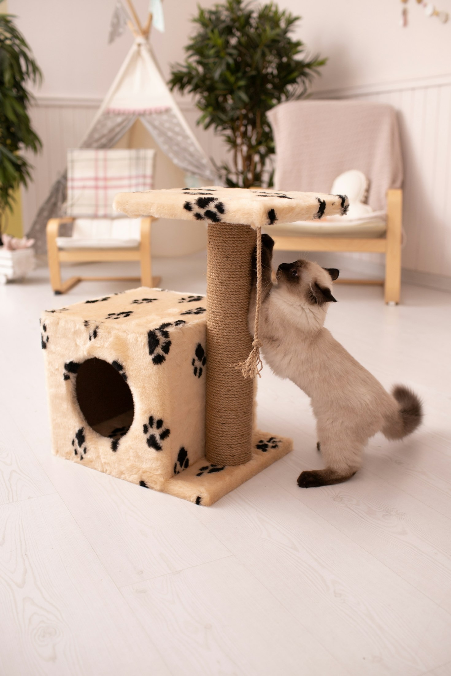 Astuces pour épanouir vos animaux domestiques